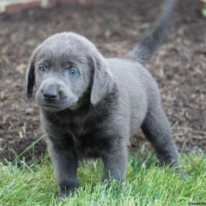 Kasey, Labrador Retriever-Charcoal Puppy