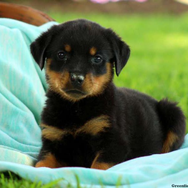 Kassandra, Rottweiler Puppy
