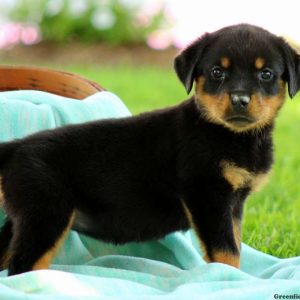 Kassandra, Rottweiler Puppy