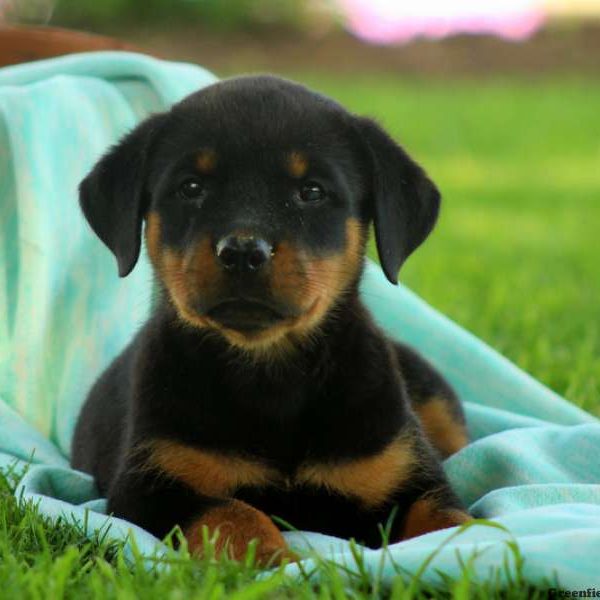 Kat, Rottweiler Puppy