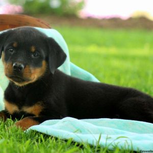 Kat, Rottweiler Puppy