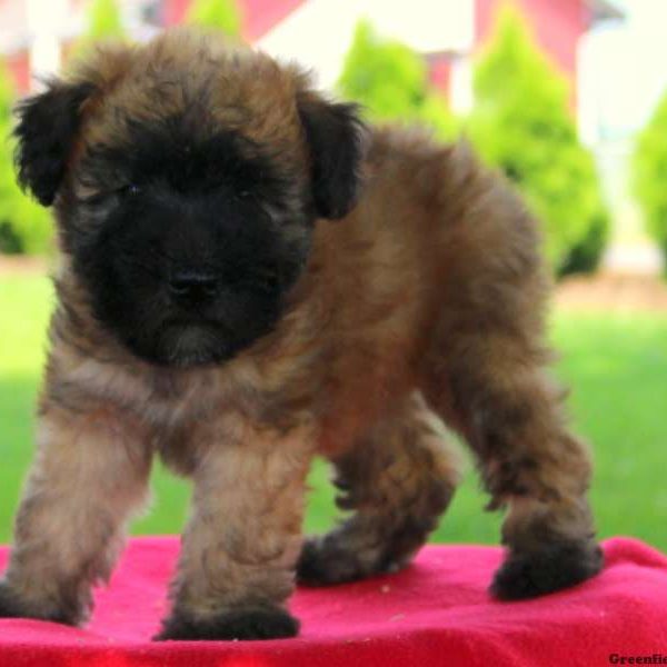 Katherine, Soft Coated Wheaten Terrier Puppy