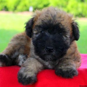 Katherine, Soft Coated Wheaten Terrier Puppy