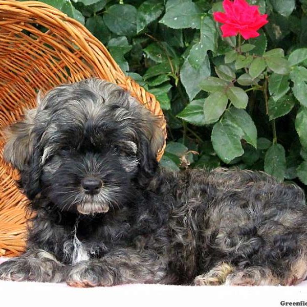 Kathy, Shih Tzu Mix Puppy