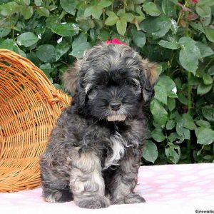 Kathy, Shih Tzu Mix Puppy