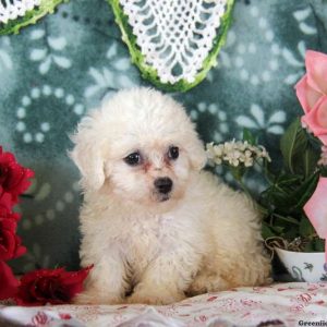 Kathy, Bichon Frise Puppy