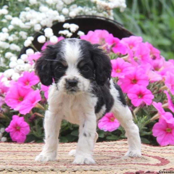 Katie, Cocker Spaniel Puppy