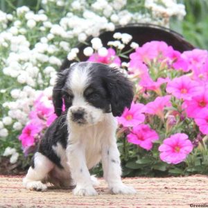 Katie, Cocker Spaniel Puppy