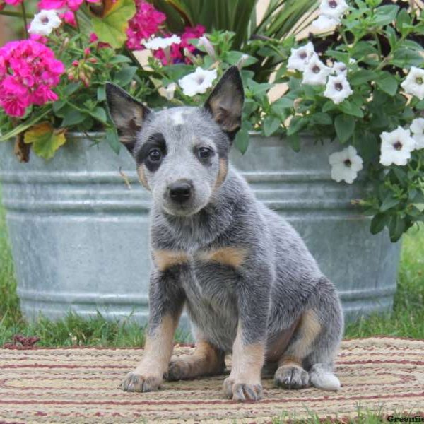 Katrina, Blue Heeler – Australian Cattle Dog Puppy