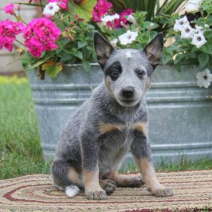 Katrina, Blue Heeler – Australian Cattle Dog Puppy