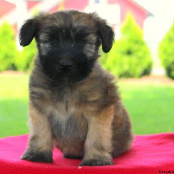 Kay, Soft Coated Wheaten Terrier Puppy