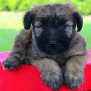 Kay, Soft Coated Wheaten Terrier Puppy