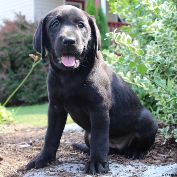 Kaya, Labrador Retriever-Black Puppy