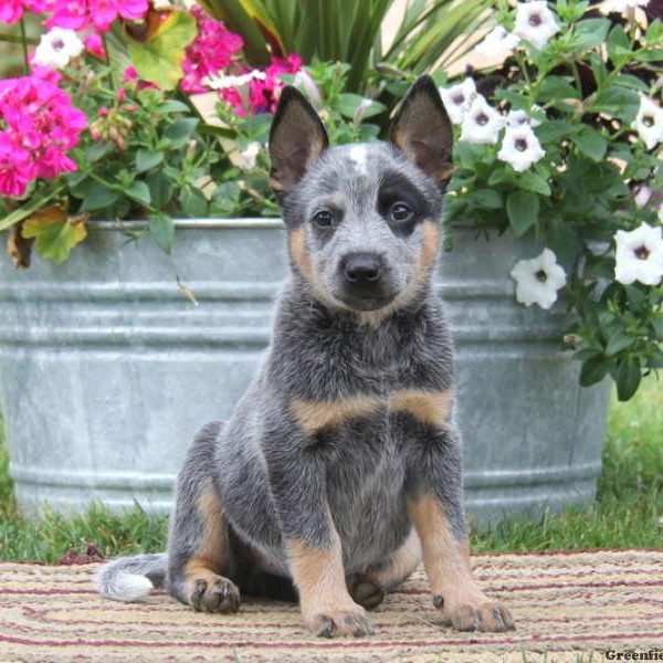 Kaya, Blue Heeler – Australian Cattle Dog Puppy