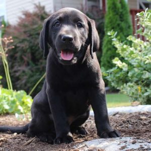 Kaya, Labrador Retriever-Black Puppy