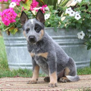 Kaya, Blue Heeler – Australian Cattle Dog Puppy