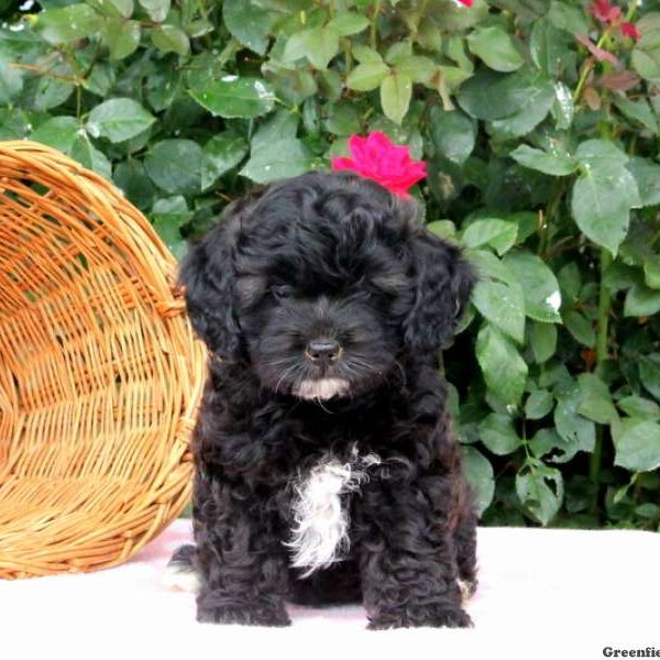 Kayden, Shih Tzu Mix Puppy