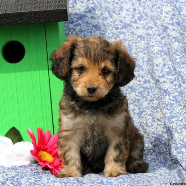 Kayla, Cavalier King Charles Mix Puppy