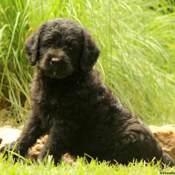 Kayla, Labradoodle Puppy