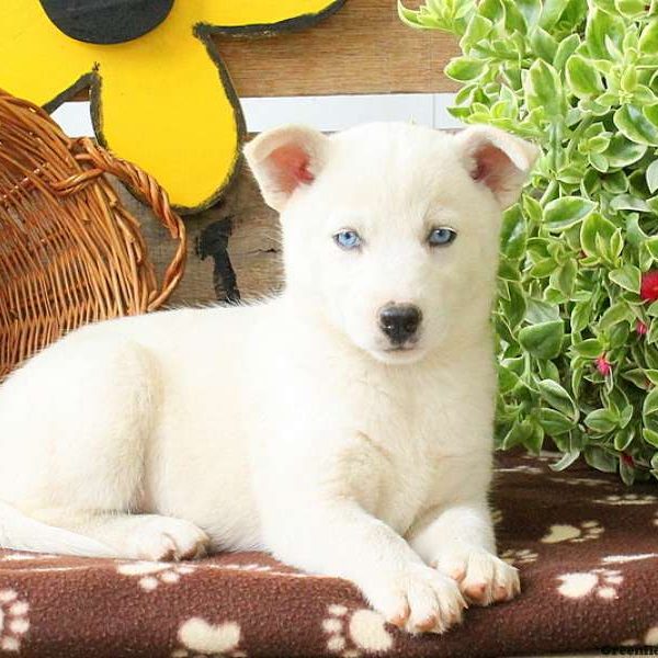 Kayla, Huskimo Puppy