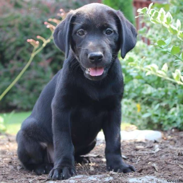 Kayla, Labrador Retriever-Black Puppy