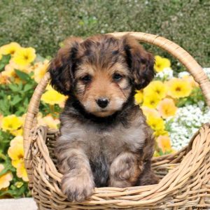 Kayla, Cavalier King Charles Mix Puppy