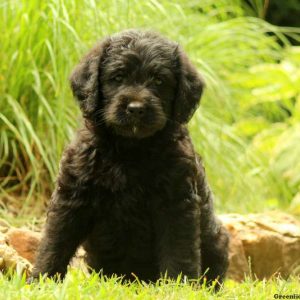 Kayla, Labradoodle Puppy
