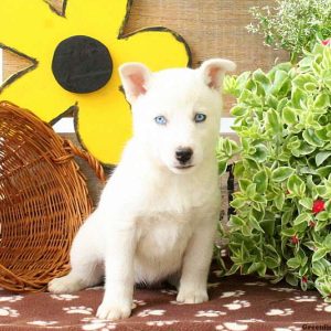 Kayla, Huskimo Puppy