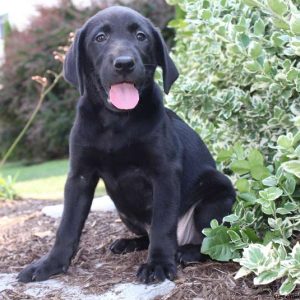 Kayla, Labrador Retriever-Black Puppy