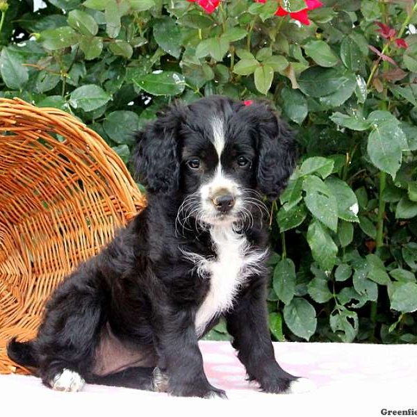 Keesha, Shih Tzu Mix Puppy