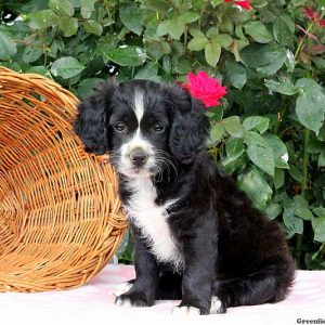 Keesha, Shih Tzu Mix Puppy