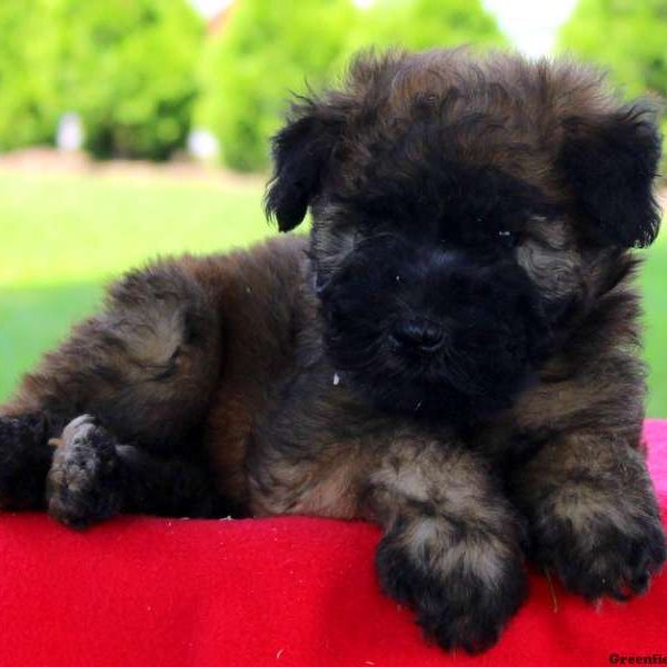 Keila, Soft Coated Wheaten Terrier Puppy