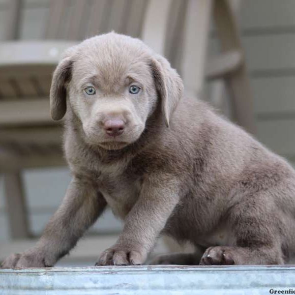 Keirra, Labrador Retriever-Silver Puppy