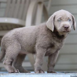 Keirra, Labrador Retriever-Silver Puppy