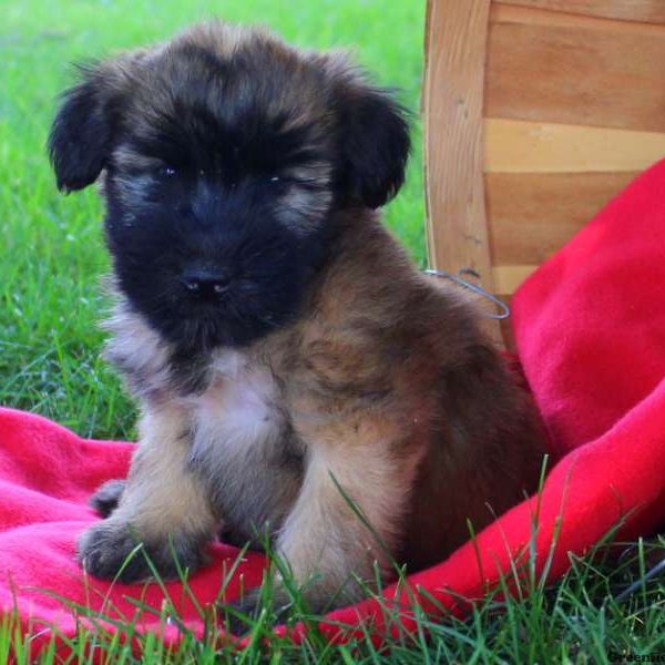 Keisha, Soft Coated Wheaten Terrier Puppy