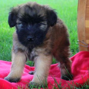 Keisha, Soft Coated Wheaten Terrier Puppy