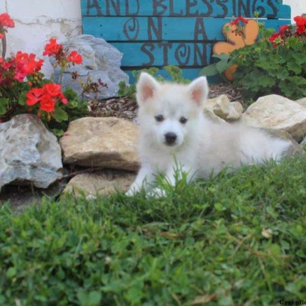 Keith, Pomsky Puppy