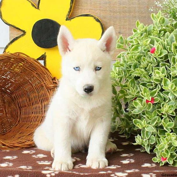 Keith, Huskimo Puppy