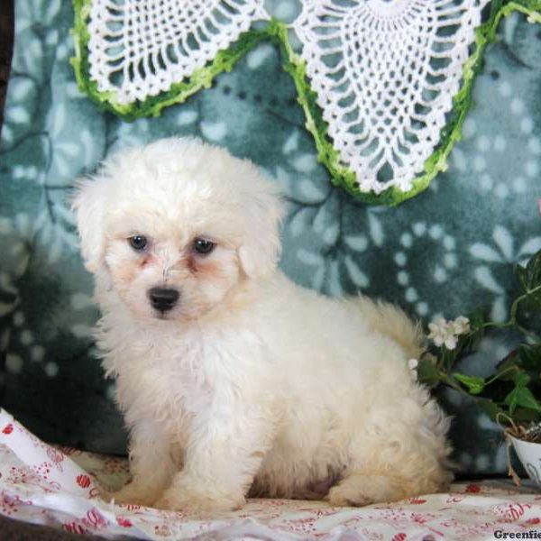 Keith, Bichon Frise Puppy