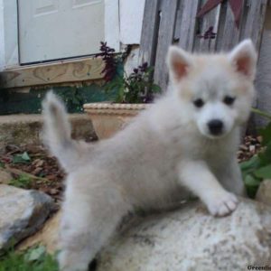 Keith, Pomsky Puppy