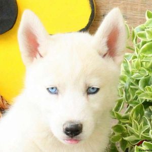 Keith, Huskimo Puppy