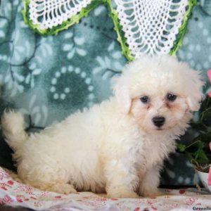 Keith, Bichon Frise Puppy