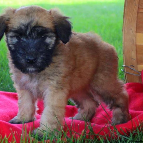 Kelly, Soft Coated Wheaten Terrier Puppy