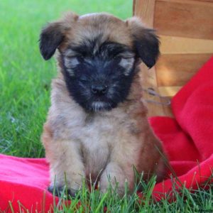 Kelly, Soft Coated Wheaten Terrier Puppy