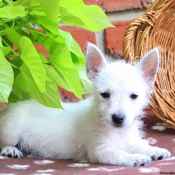 Kelsey, West Highland Terrier Puppy