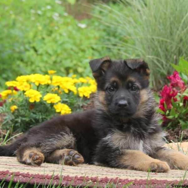 Kelsey, German Shepherd Puppy