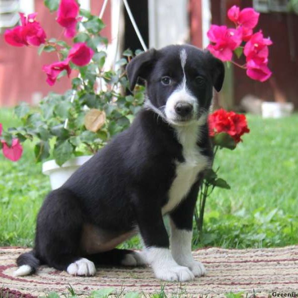 Kelsey, Border Collie Puppy