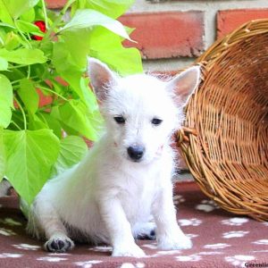 Kelsey, West Highland Terrier Puppy