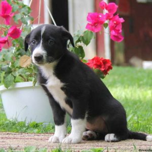 Kelsey, Border Collie Puppy