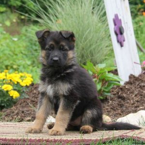 Kelsey, German Shepherd Puppy